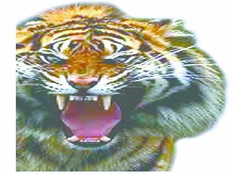Hunter caught with tiger bones